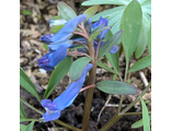 Corydalis ambiqua