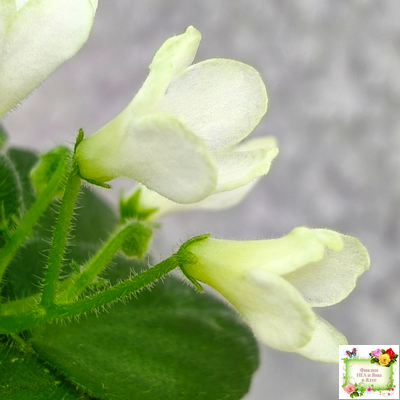 Н-Каламбур (Н. Бердикова) 2016 трейлер