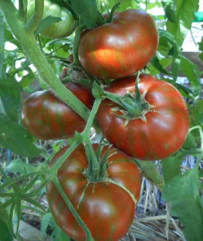 Томат Шоколадные полосы (Chocolate Stripes)