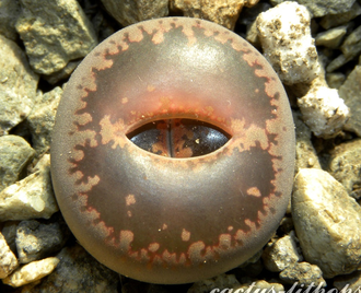 Lithops aucampiae (Kuruman form) C173 (MG) - 10 семян