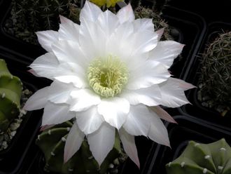 Echinopsis subdenudata Х Psl.ancistrophora F2 - 5 семян