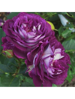 Хоровое общество Хаддерсфилда(Huddersfield Choral Society)