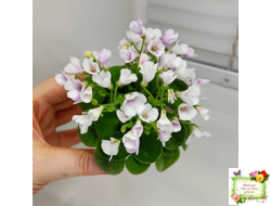 ЛЕ-Котёнок Мяу (Е. Лебецкая) 2016 г. (2 листа с детками в 1 стаканчике)