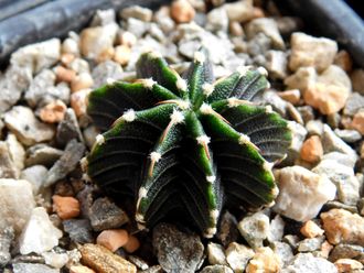 Gymnocalycium friedrichii v.moserianum VoS-014а (D=20mm) 9 ribs