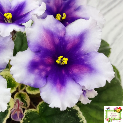 РС-Успех (С.Репкина) 2019 г.