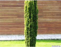 Тисс ягодный Фастигиата - Fastigiata