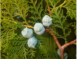 Туя восточная (Thuja orientalis), лапки (5 мл) - 100% натуральное эфирное масло