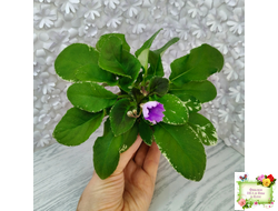 LV-Птичка, Лети! (Л. Шевелева) (лист посажен 21.10.25)