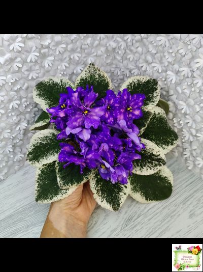 РС-Астролог (С. Репкина) 2020 г.