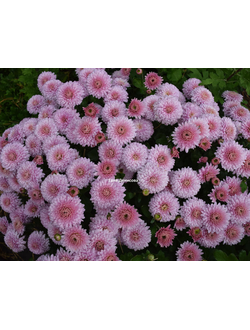 Хризантема корейская Вивилли