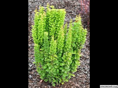 Барбарис Тунберга Erecta - фото кустарника - красовский-сад.рф