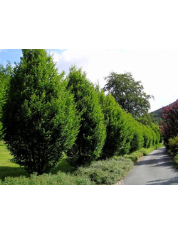 Граб обыкновенный Fastigiata