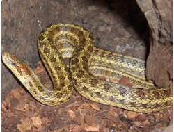Полоз узорчатый