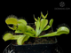 Dionaea muscipula "All Green"