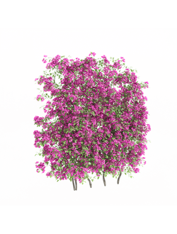 вьющиеся Бугенвиллия bougainvillea 06
