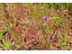 Drosera "Capensis var. Rubra"