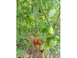 Томат Наследие Кати Мазотти