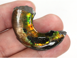 Аммолит, коллекционный образец, Канада (41*24*12 мм, 12 г) №36287