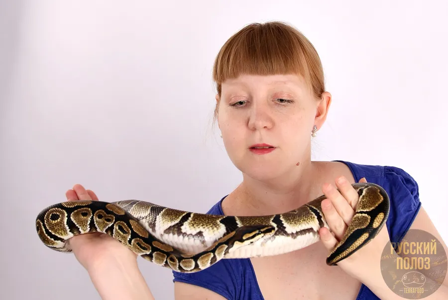 Королевский питон, Python regius, Ball Python