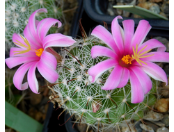 Mammillaria boolii (семена)