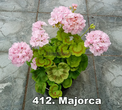 Пеларгония Majorca