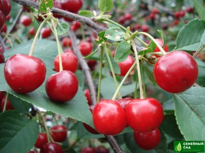 Вишня "Щедрая"