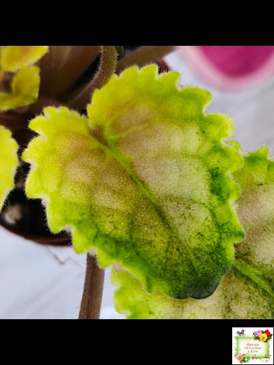 Mac&#039;s Scorching Sun (G. McDonald) (лист посажен 29.10.25)