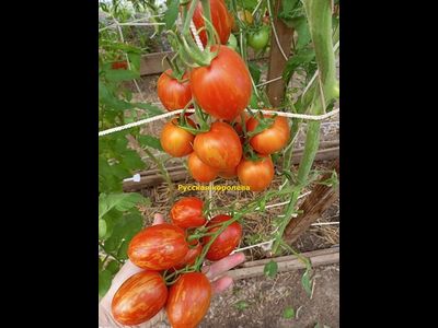 Томат Русская королева (Russian Queen)