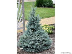 Ель Роял Блю фото в ландшафте - красовский-сад.рф