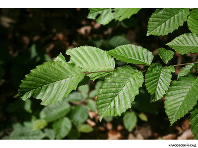 Граб обыкновенный - Carpinus