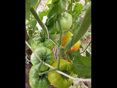 Томат Летя (Rosii de Letea), Румыния