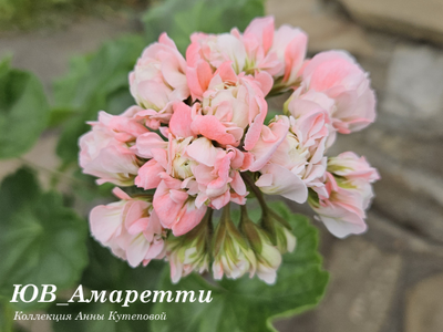 Пеларгония ЮВ_Амаретти