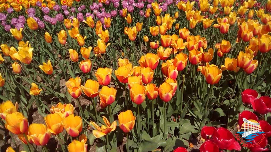 Никитский ботанический сад. Тюльпаны
