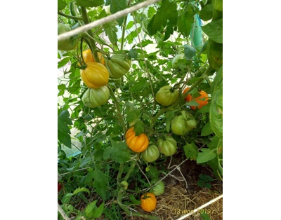 Томат Желтые торбочки (усл)