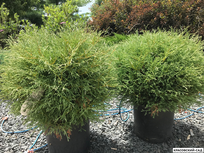 Туя Мр.Боулинг Болл - Mr. Bowling Ball