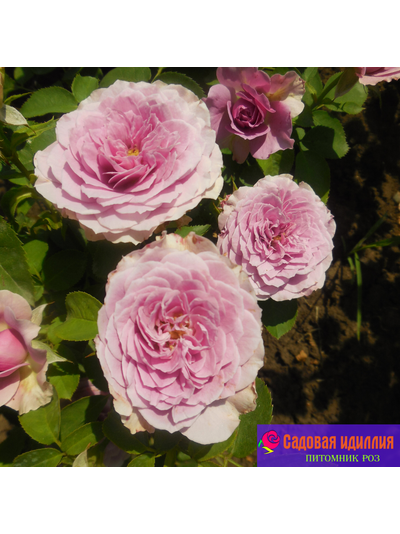 Лавендер айс (Lavender Ice)