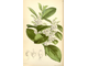 Грушанка, гаультерия пахучая (Gaultheria fragrantissima) 30 мл - 100% натуральное эфирное масло