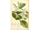 Грушанка, гаультерия пахучая (Gaultheria fragrantissima) 5 мл - 100% натуральное эфирное масло