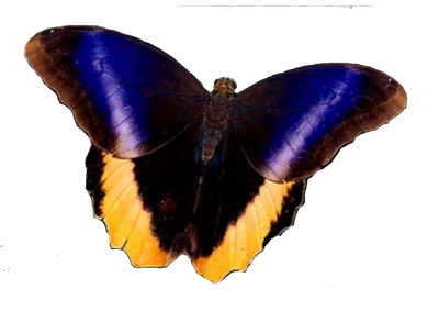 Разноцветный салют из 65 бабочек. Микс из самых разных бабочек.