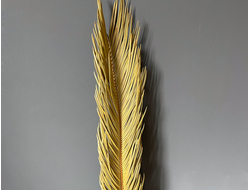 Лист цикаса