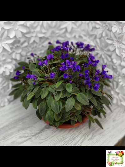 Vallarta Campanas Moradas (G.Beck) трейлер