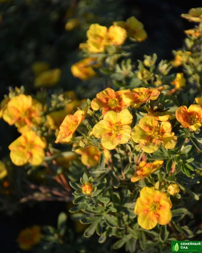 Лапчатка кустарниковая "Манго Танго" (Mango Tango)