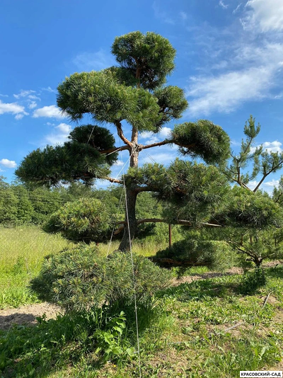Ниваки - Бонсай садовый сосна Ватерери - Watereri