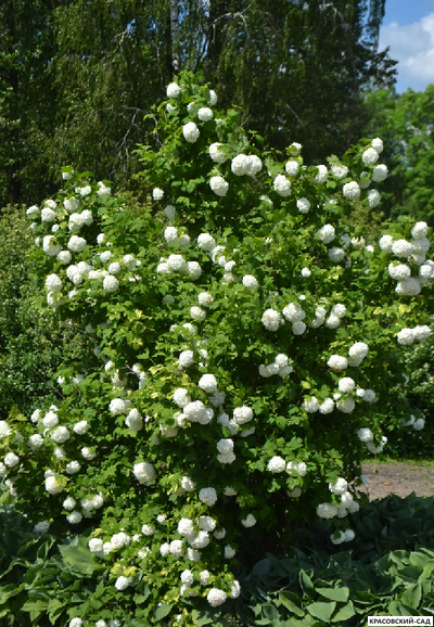 Калина Обыкновенная Розеум