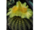 Eriocactus warasii HU 1489 (D=25-28mm)