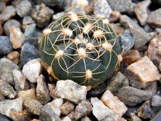 Gymnocalycium uruguayense VG-439 (D=20мм)