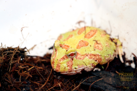 Рогатка Чакская, Ceratophrys cranwelli