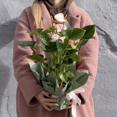 Антуриум горшечный