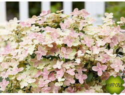 ГОРТЕНЗИЯ метельчатая "ПОЛСТАР" (серия ПАТИО, хороша на солнце)