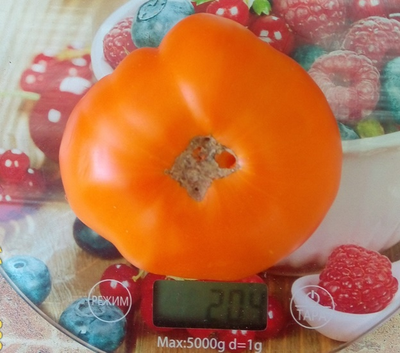 Томат Летний абрикос (Болгария)